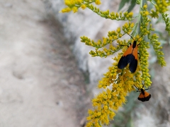 Lycomorpha pholus