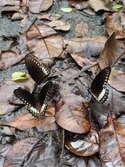 Papilio dravidarum