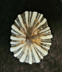 Siphonaria maura