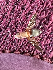 Delphinia picta