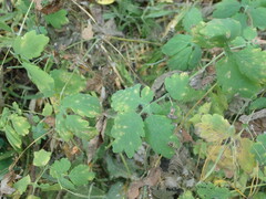 Septoria chelidonii