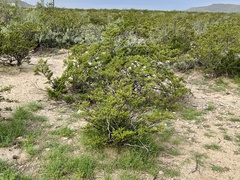 Larrea tridentata