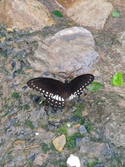 Papilio dravidarum