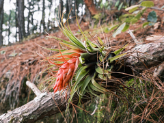 Tillandsia oaxacana