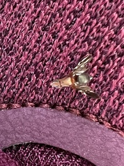 Delphinia picta