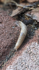 Deroceras reticulatum