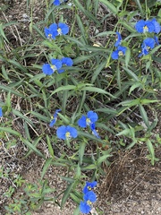 Commelina erecta