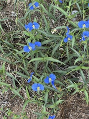Commelina erecta