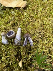 Laccaria ochropurpurea
