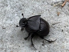 Phanaeus texensis