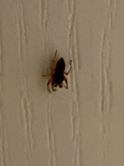 Trachelidae