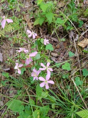 Sabatia angularis