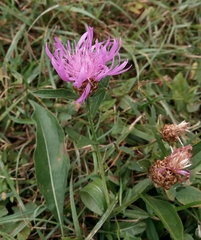 Centaurea jacea jacea