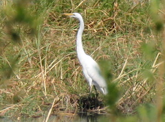 Ardea alba melanorhynchos