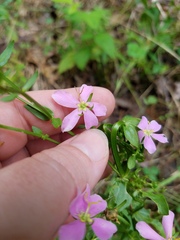 Sabatia angularis