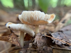 Rhodocollybia