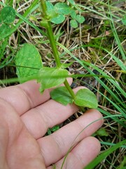 Sabatia angularis