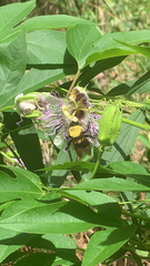 Passiflora incarnata