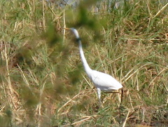 Ardea alba melanorhynchos
