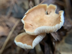 Rhodocollybia