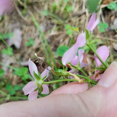 Sabatia angularis
