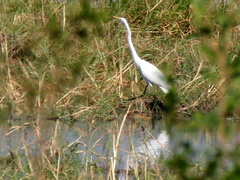 Ardea alba melanorhynchos