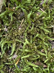 Entodon seductrix