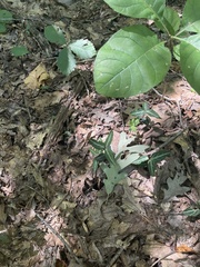 Chimaphila maculata