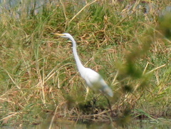 Ardea alba melanorhynchos