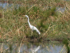 Ardea alba melanorhynchos