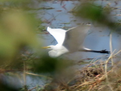 Ardea alba melanorhynchos