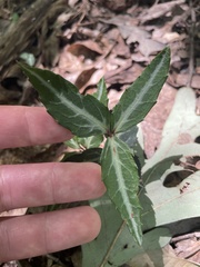 Chimaphila maculata