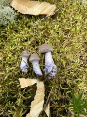 Laccaria ochropurpurea