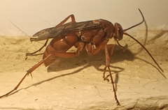 Tachypompilus unicolor