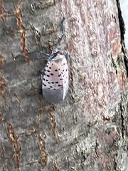 Lycorma delicatula