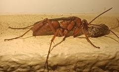 Tachypompilus unicolor