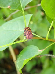 Graphosoma italicum italicum