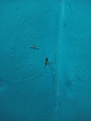 Pholcus phalangioides