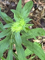 Procecidochares atra