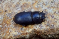 Dorcus parallelipipedus