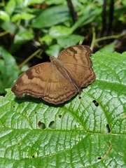 Junonia iphita