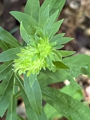 Procecidochares atra