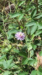 Passiflora incarnata