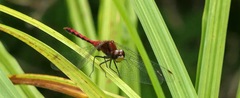 Sympetrum obtrusum