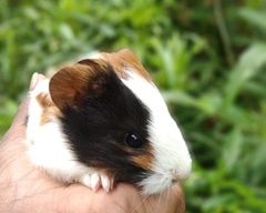 Cavia porcellus