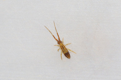 Orchesella flavescens