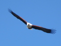 Haliaeetus vocifer