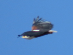 Haliaeetus vocifer