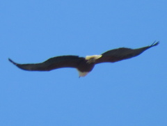 Haliaeetus vocifer
