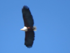 Haliaeetus vocifer